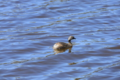 Poliocephalus poliocephalus