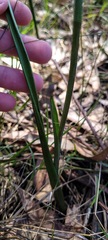 Thelymitra circumsepta