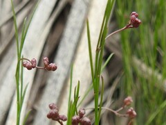 Platysace heterophylla