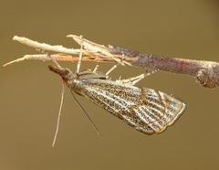 Thisanotia chrysonuchella