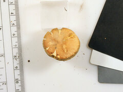 Gyroporus purpurinus
