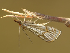 Thisanotia chrysonuchella