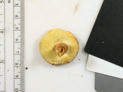 Gyroporus purpurinus