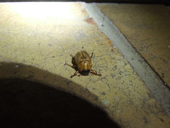 Cyclocephala signaticollis
