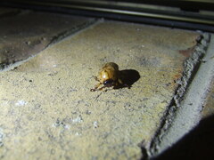 Cyclocephala signaticollis