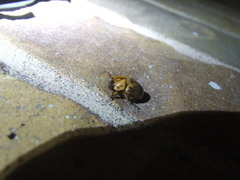 Cyclocephala signaticollis