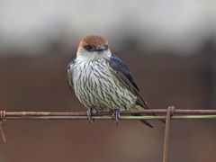 Cecropis cucullata