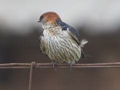 Cecropis cucullata