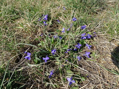 Viola hirta