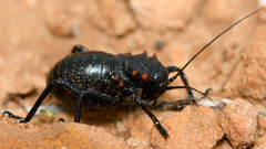 Eugaster