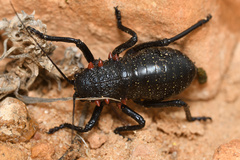 Eugaster
