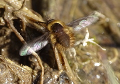 Bombylius major