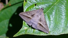 Mocis frugalis