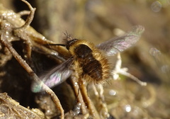 Bombylius major