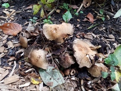 Lacrymaria echiniceps