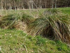 Carex paniculata