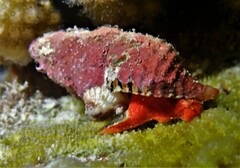 Turrilatirus turritus