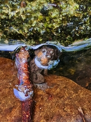 Occidozyga martensii