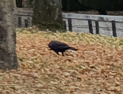 Corvus
