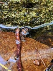 Occidozyga martensii