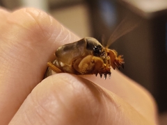 Gryllotalpa australis
