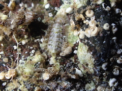 Polyplacophora
