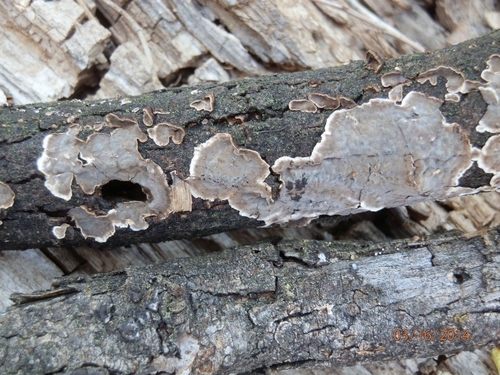 Peniophora tamaricicola image