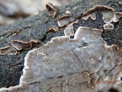 Peniophora tamaricicola image