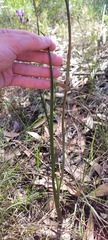 Thelymitra circumsepta