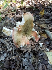 Russula flavisiccans