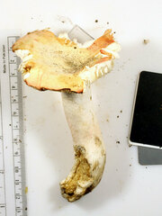 Russula flavisiccans