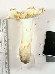 Russula flavisiccans