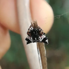 Gasteracantha sacerdotalis