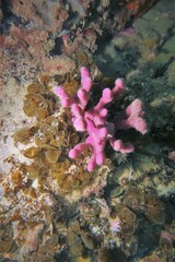Callyspongia