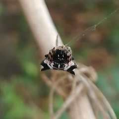 Gasteracantha sacerdotalis