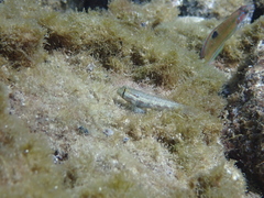 Gnatholepis thompsoni