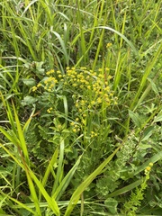 Bupleurum scorzonerifolium