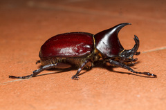 Xylotrupes