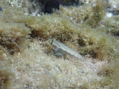 Gnatholepis thompsoni