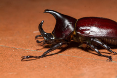 Xylotrupes