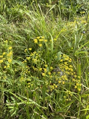 Bupleurum scorzonerifolium