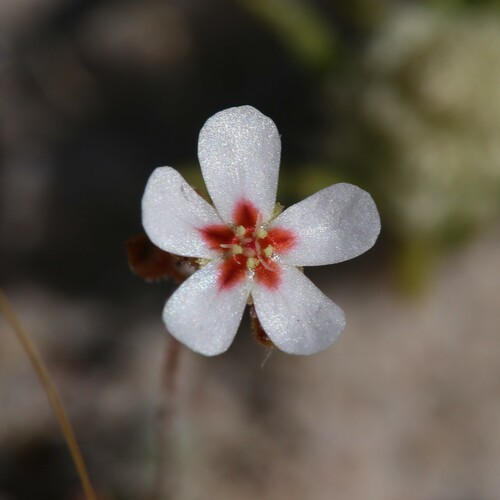 Drosera closterostigma