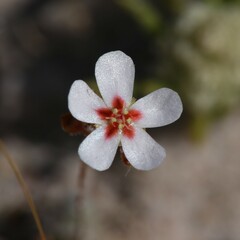 Drosera closterostigma