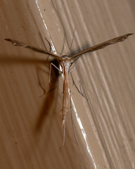 Stenoptilia zophodactylus