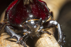 Xylotrupes