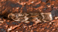 Ephestiopsis oenobarella