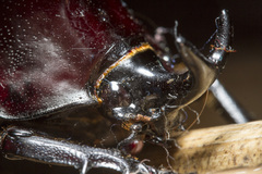 Xylotrupes