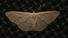 Scopula optivata