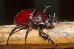 Xylotrupes