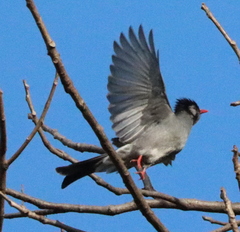 Hypsipetes leucocephalus